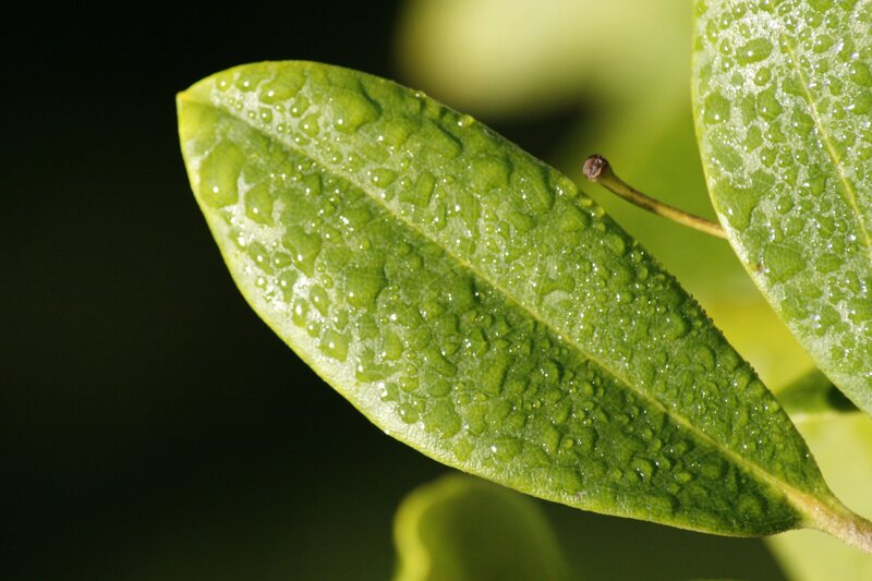 Green leaf with water droplets