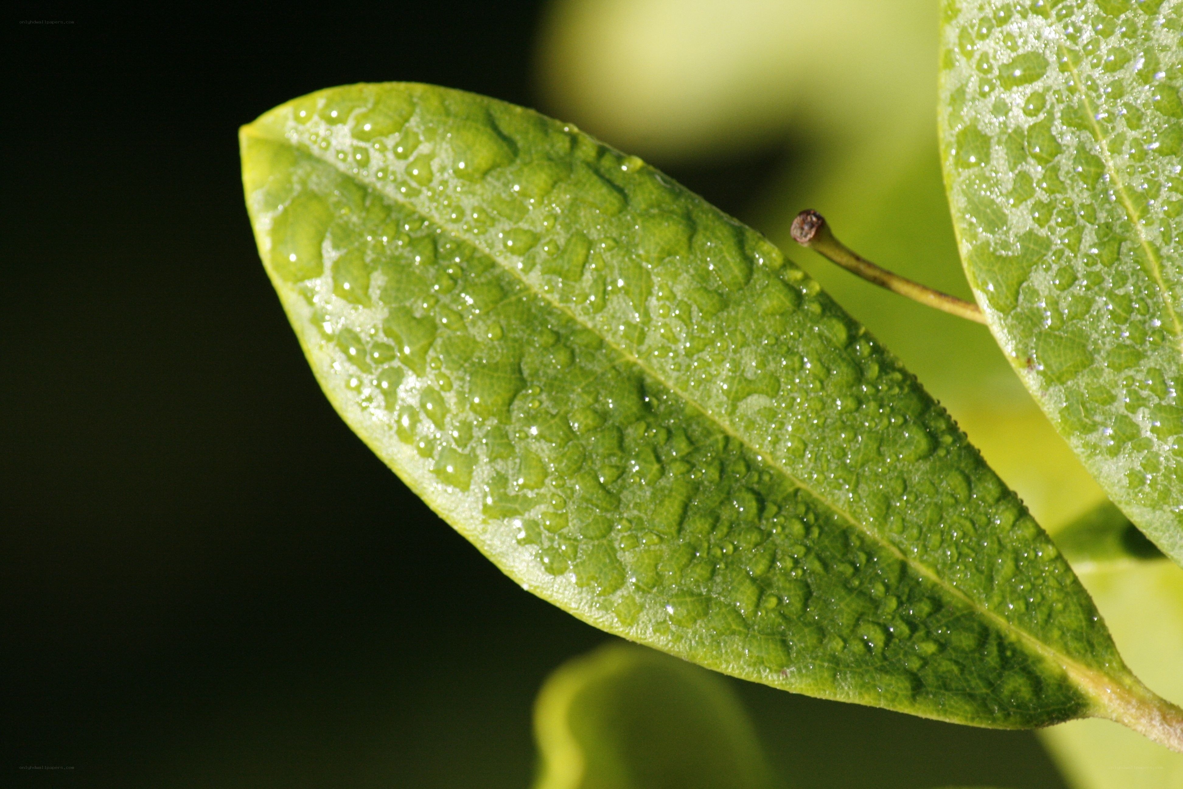 Green leaf with water droplets