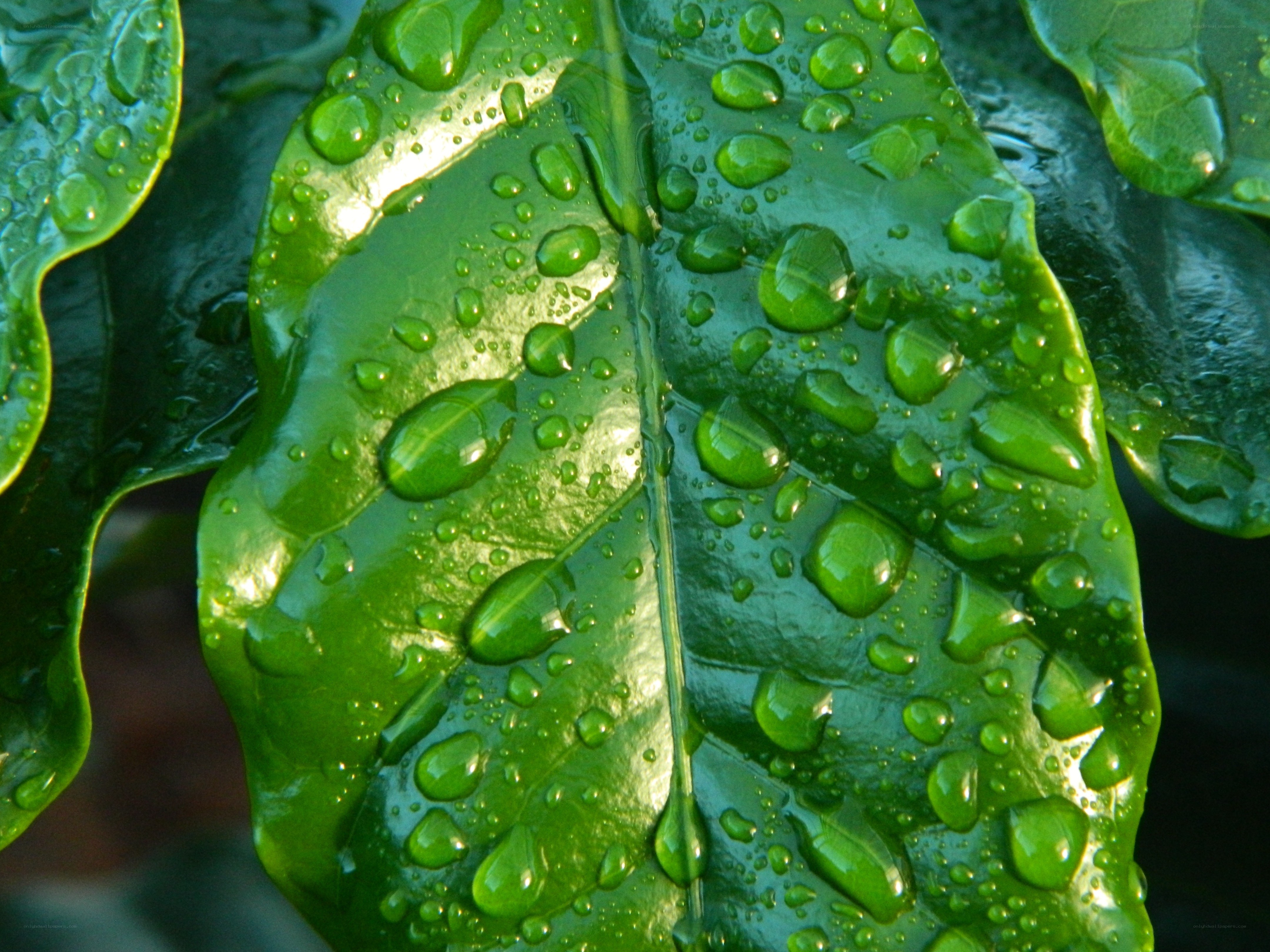Green leaf with water droplets