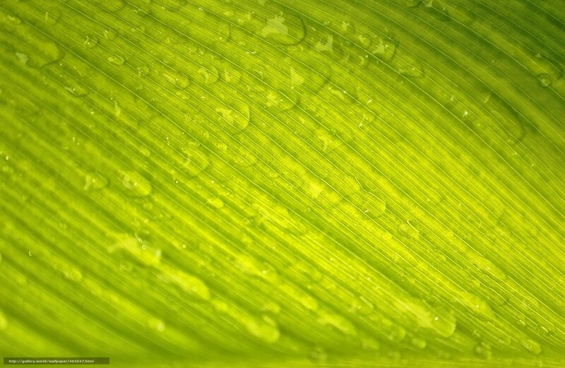 Green leaf with water droplets