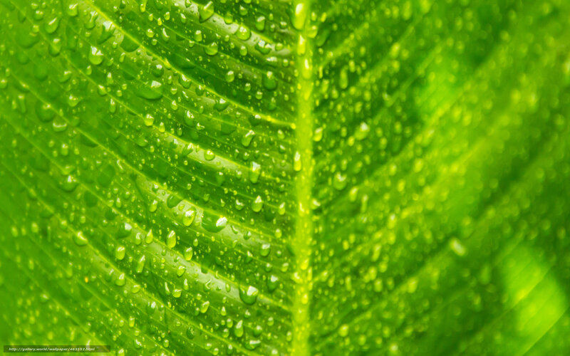Green leaf with water droplets