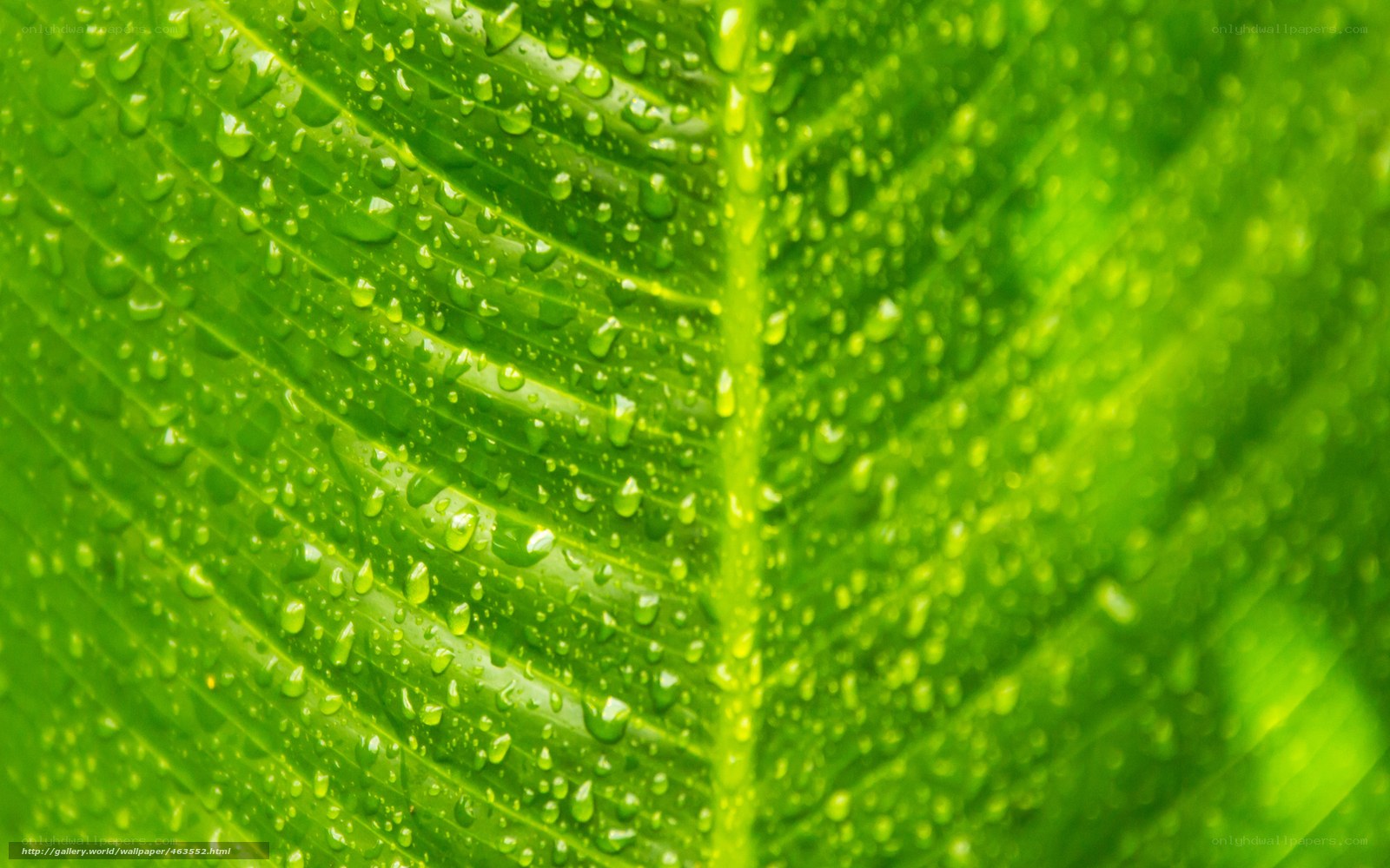 Green leaf with water droplets