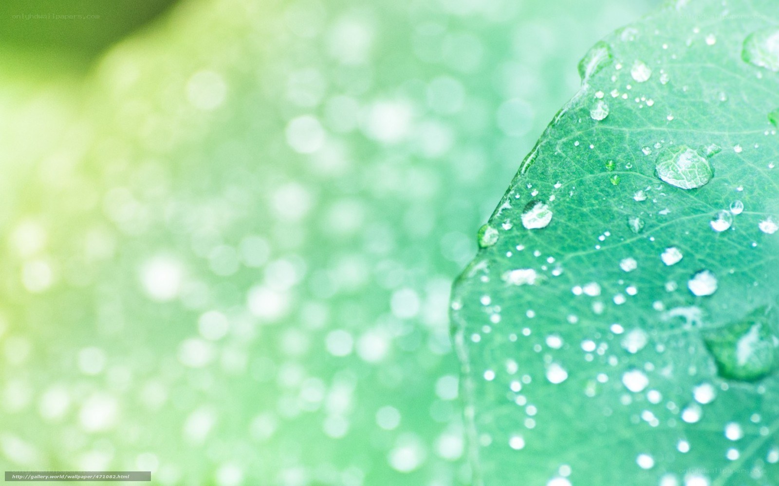 Green leaf with water droplets