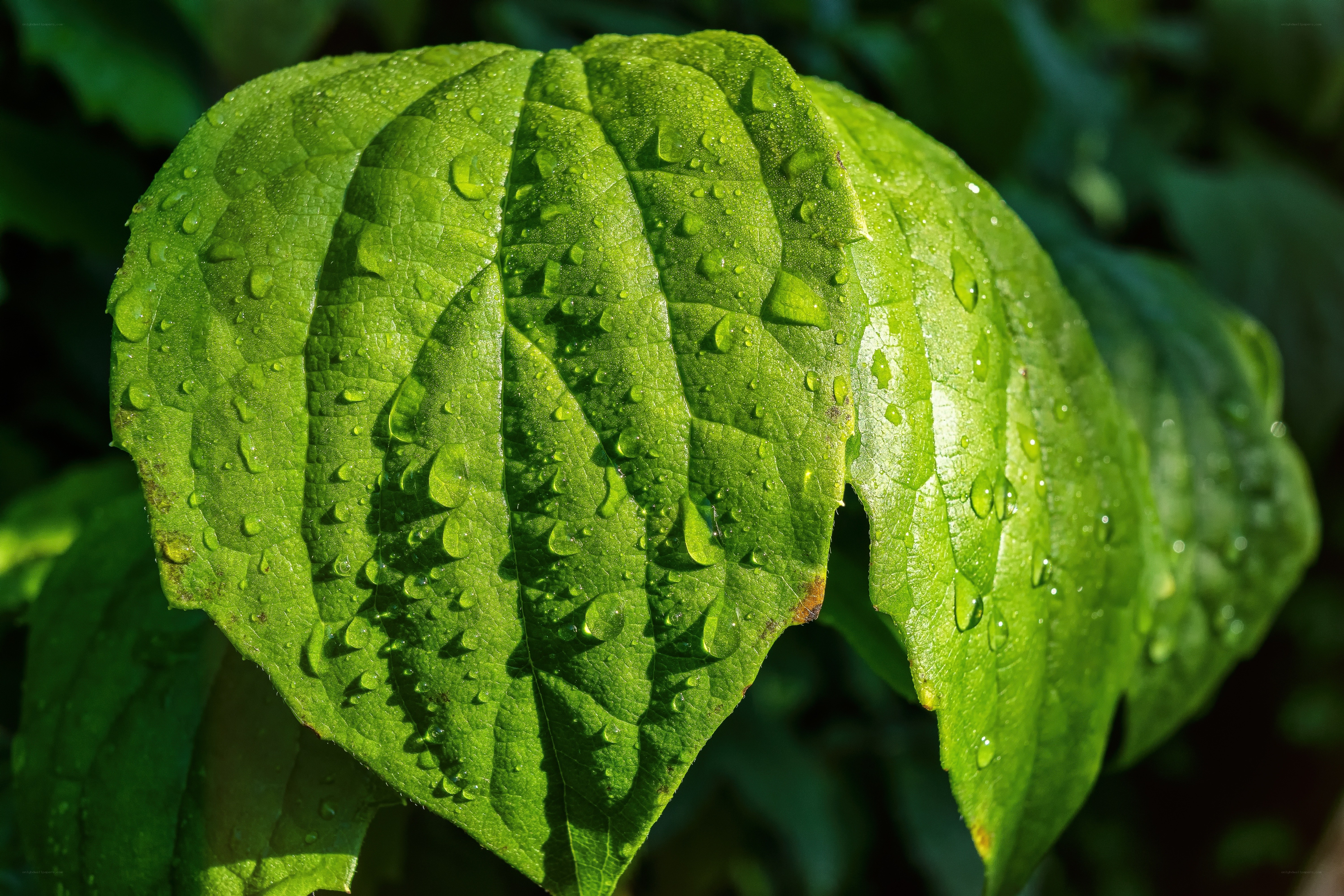 Green leaf with water droplets