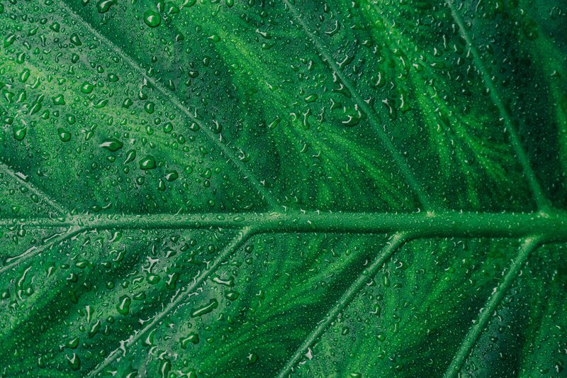 Green leaf with water droplets