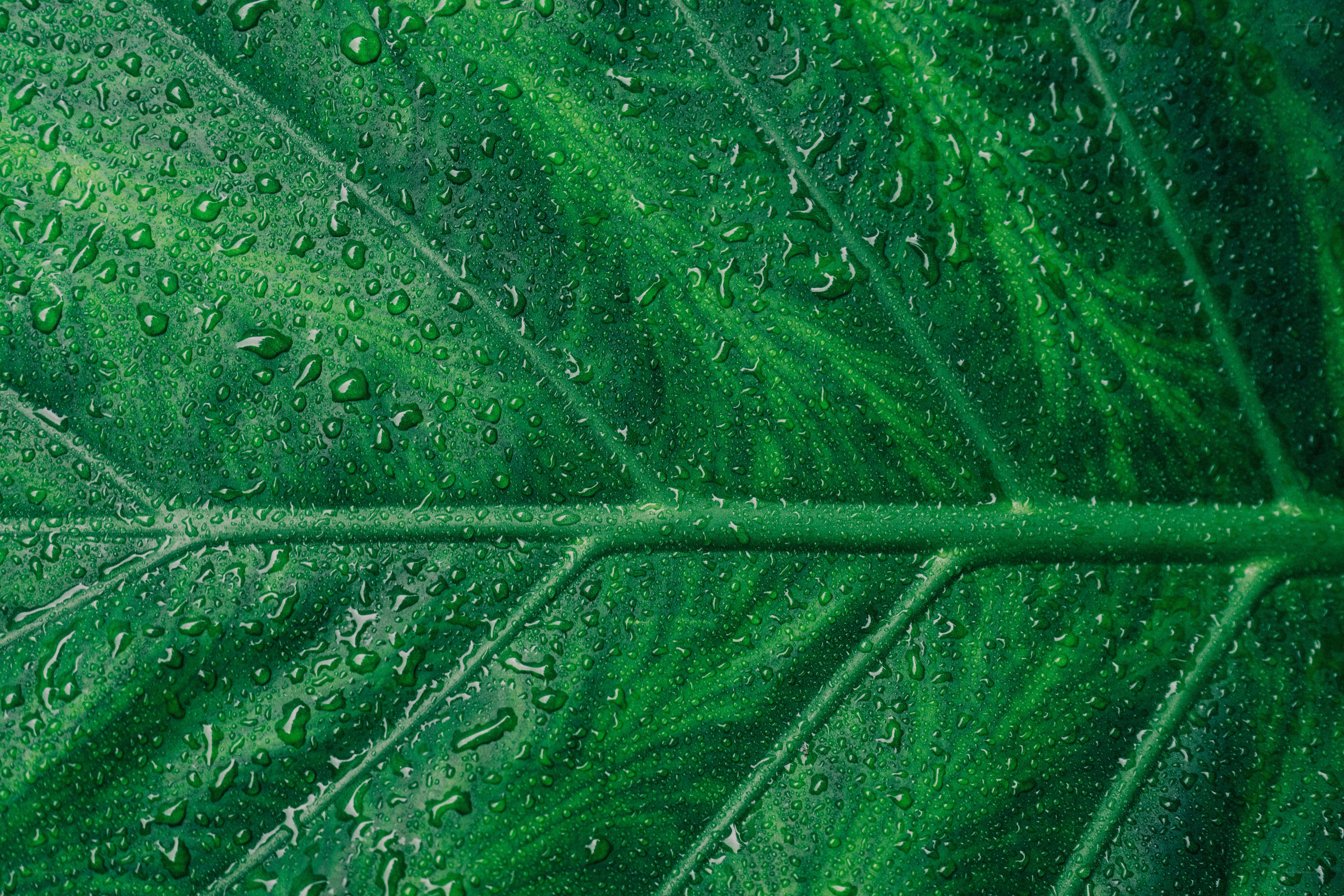Green leaf with water droplets