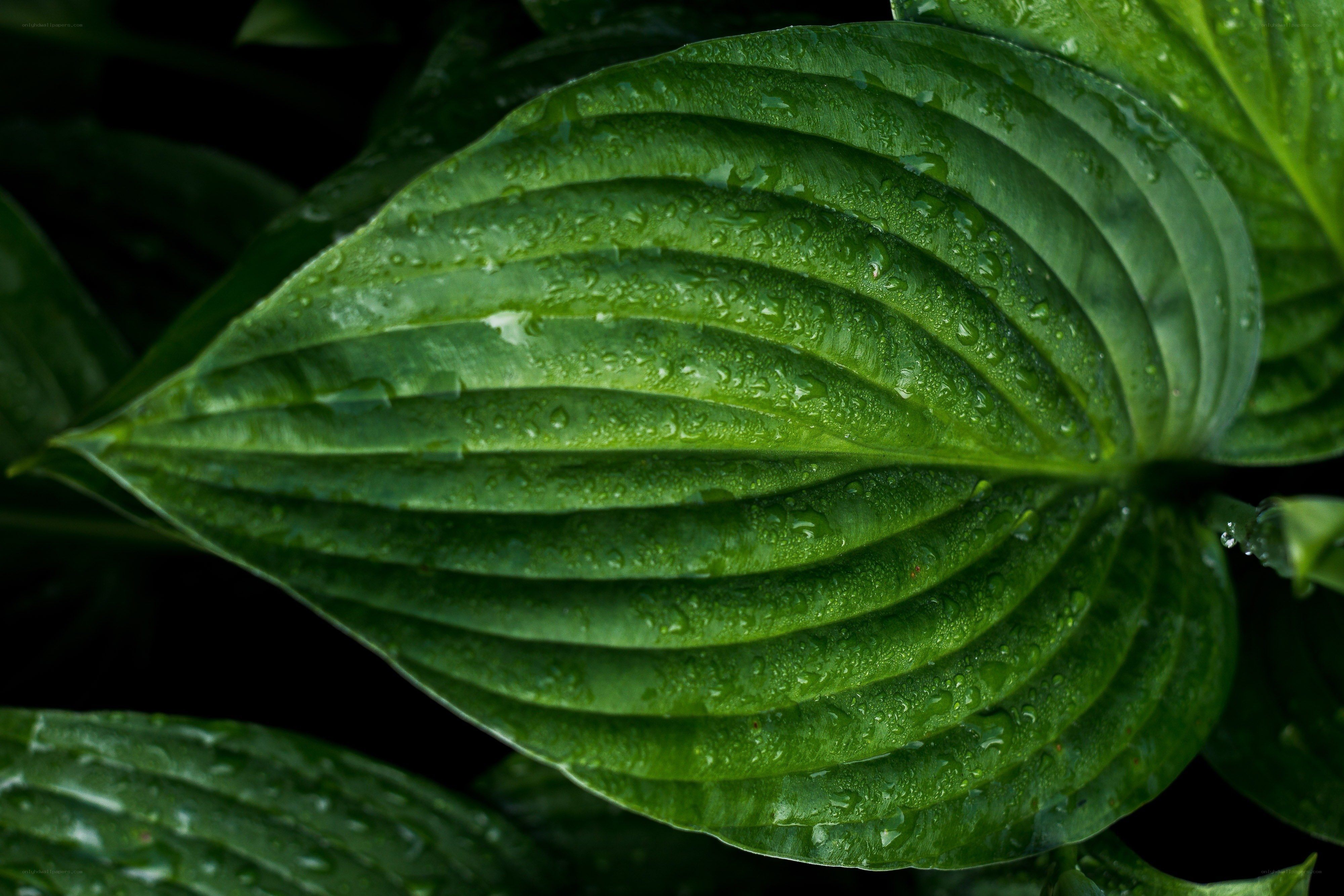 green leaf with water droplets