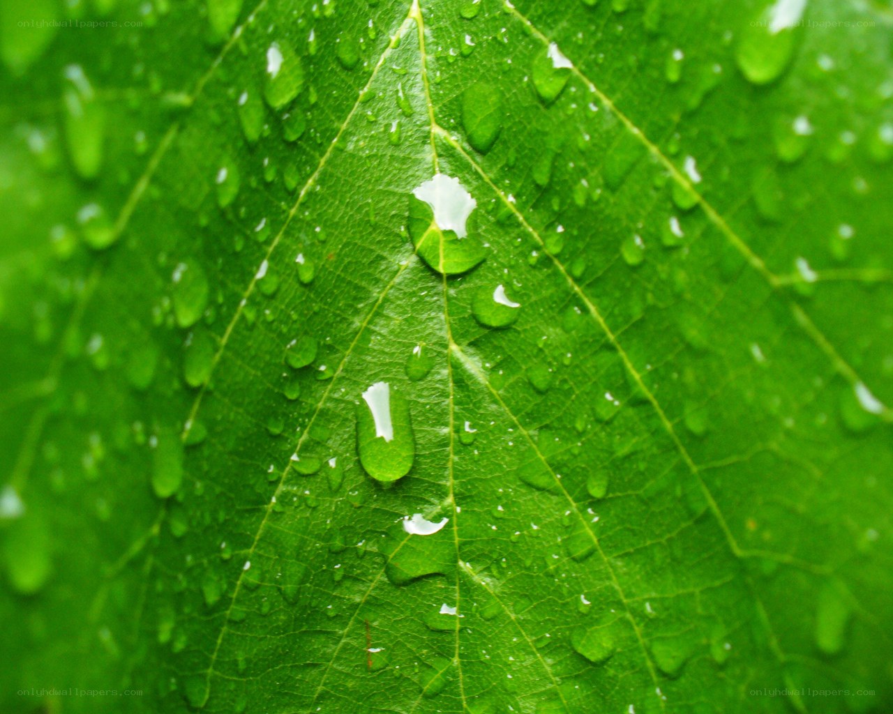 green leaf with water droplets