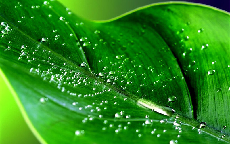 Green leaf with water droplets