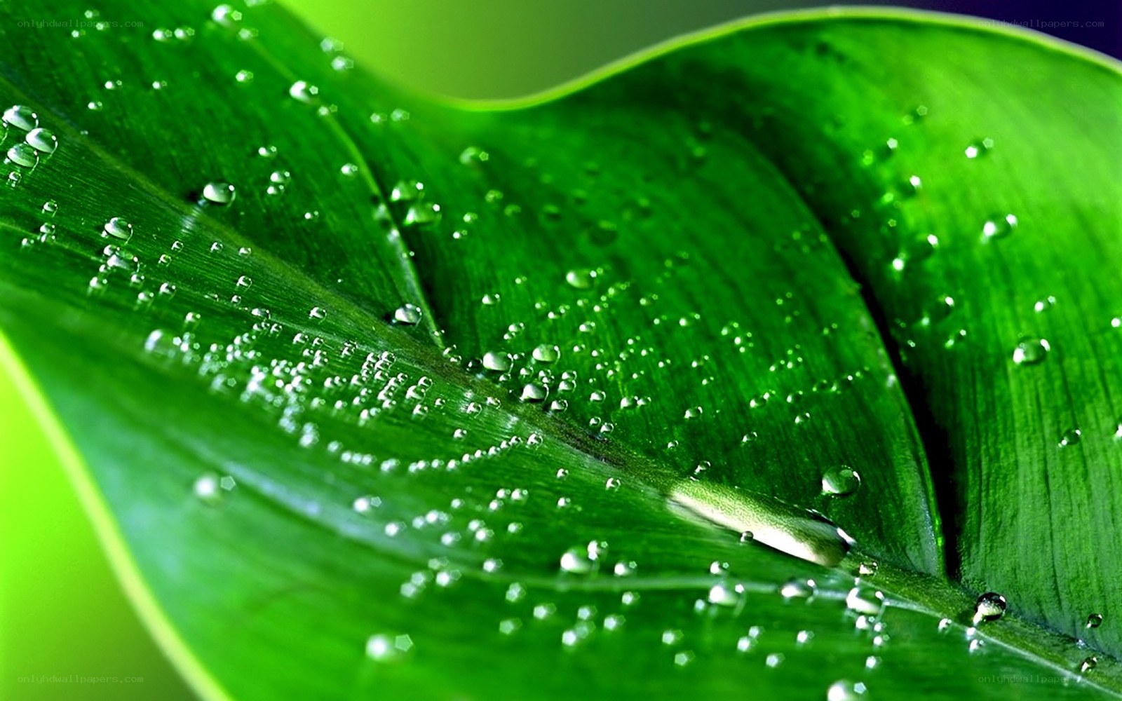 Green leaf with water droplets