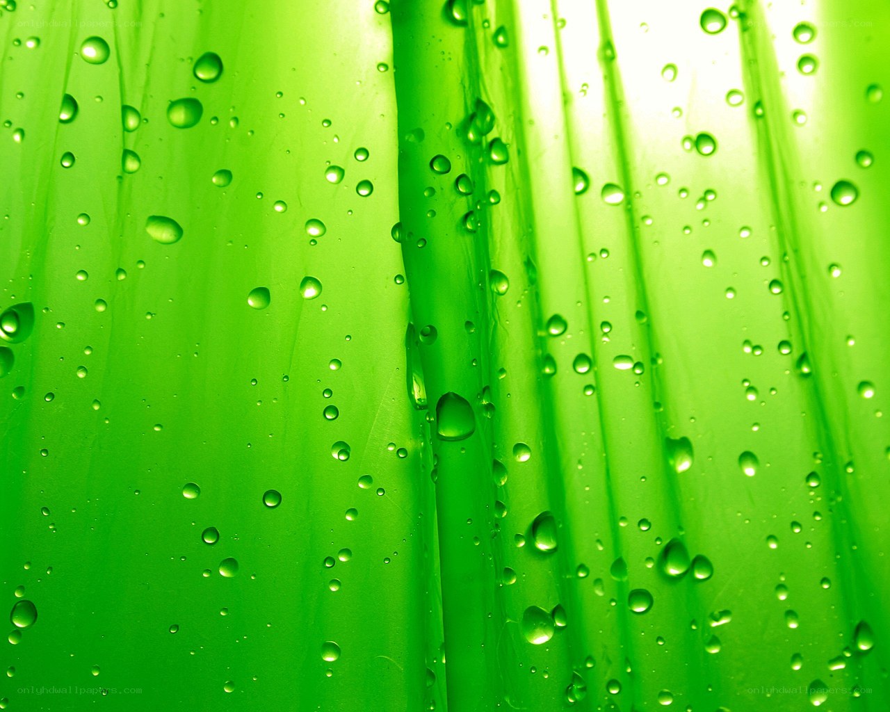Green leaf with water droplets