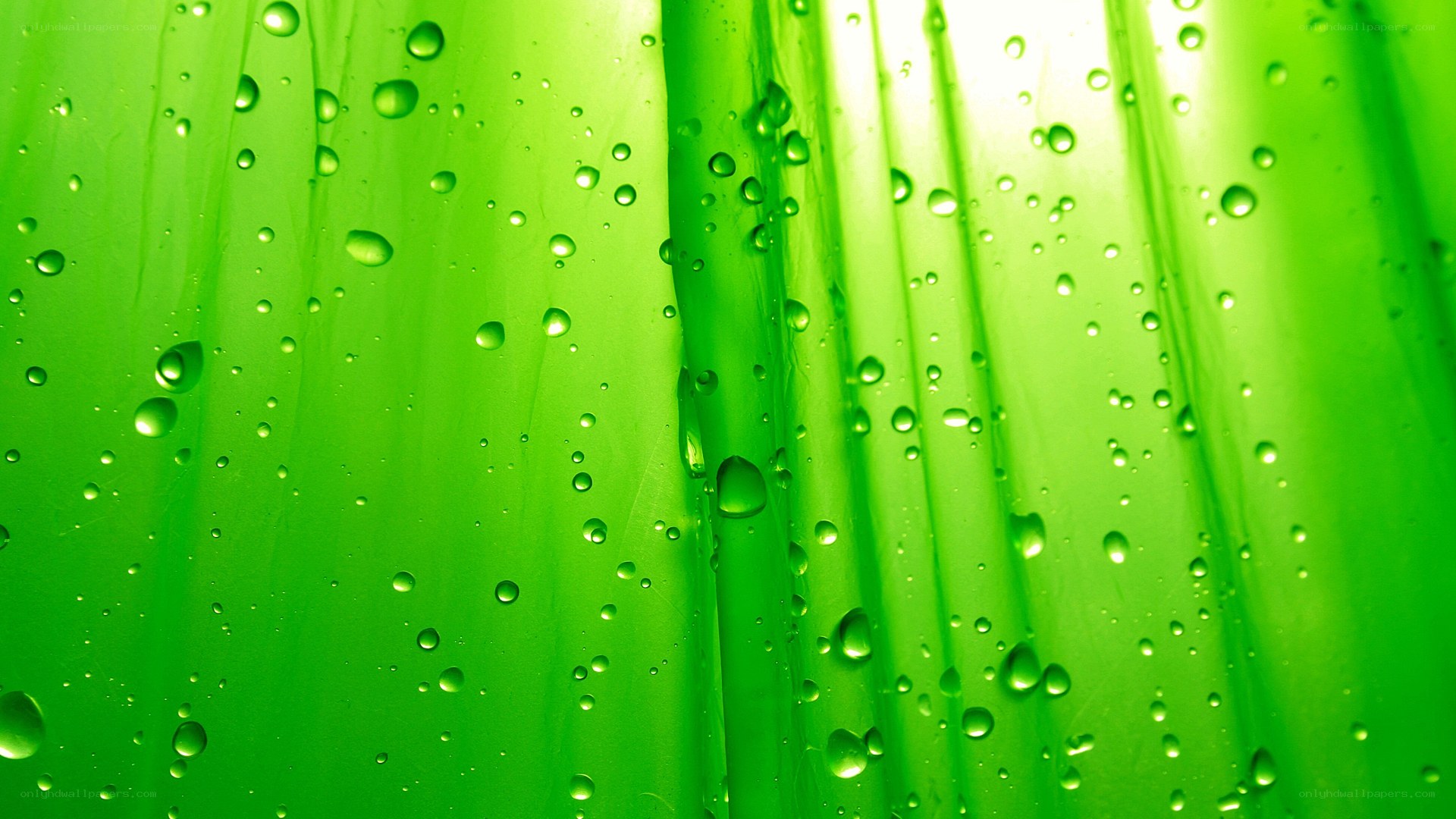 green leaf with water droplets