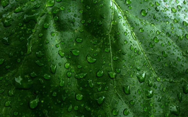 Green leaf with water droplets