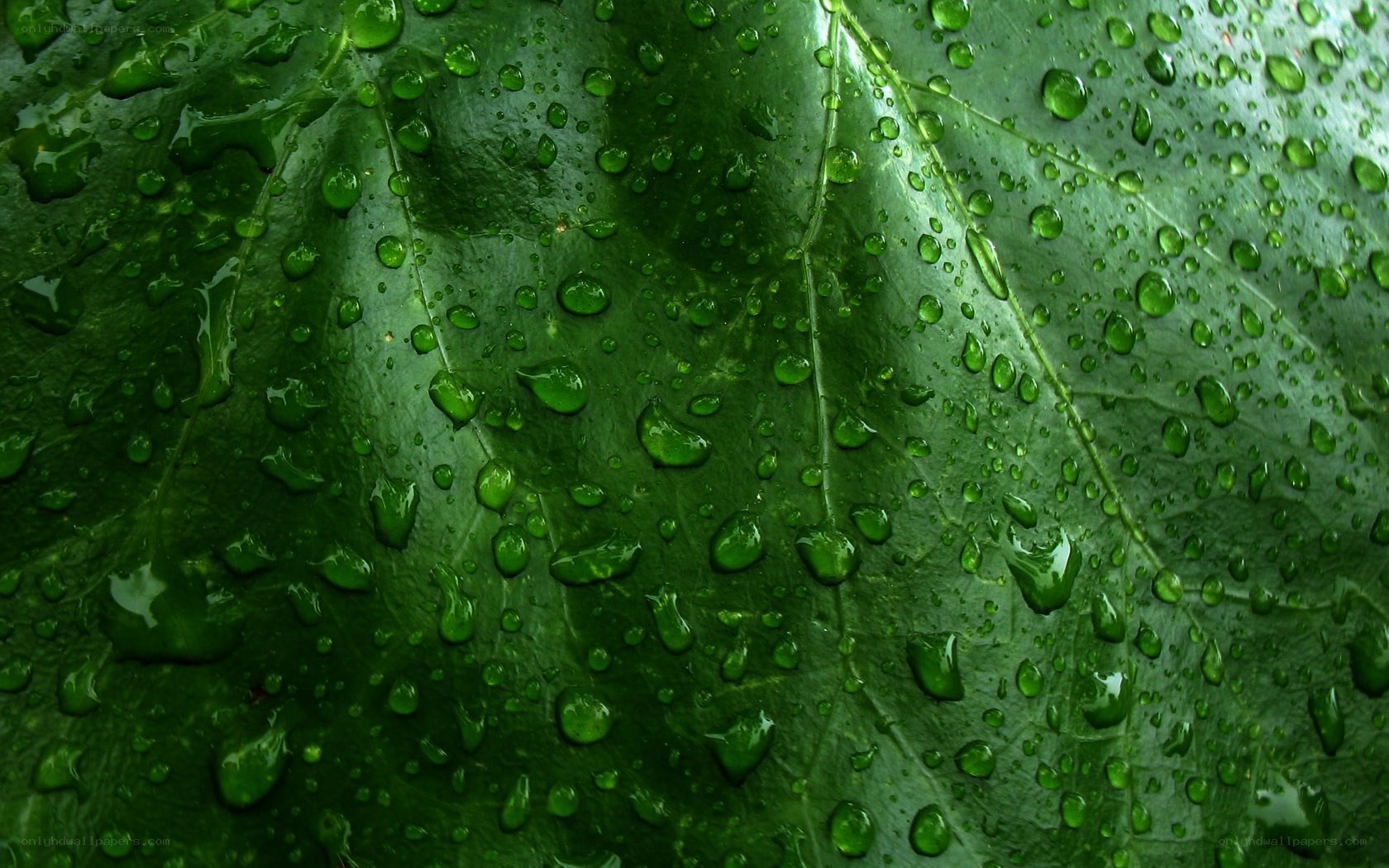 Green leaf with water droplets
