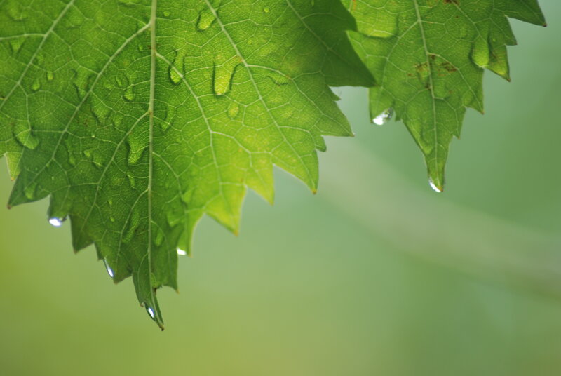 Green leaf with water droplets