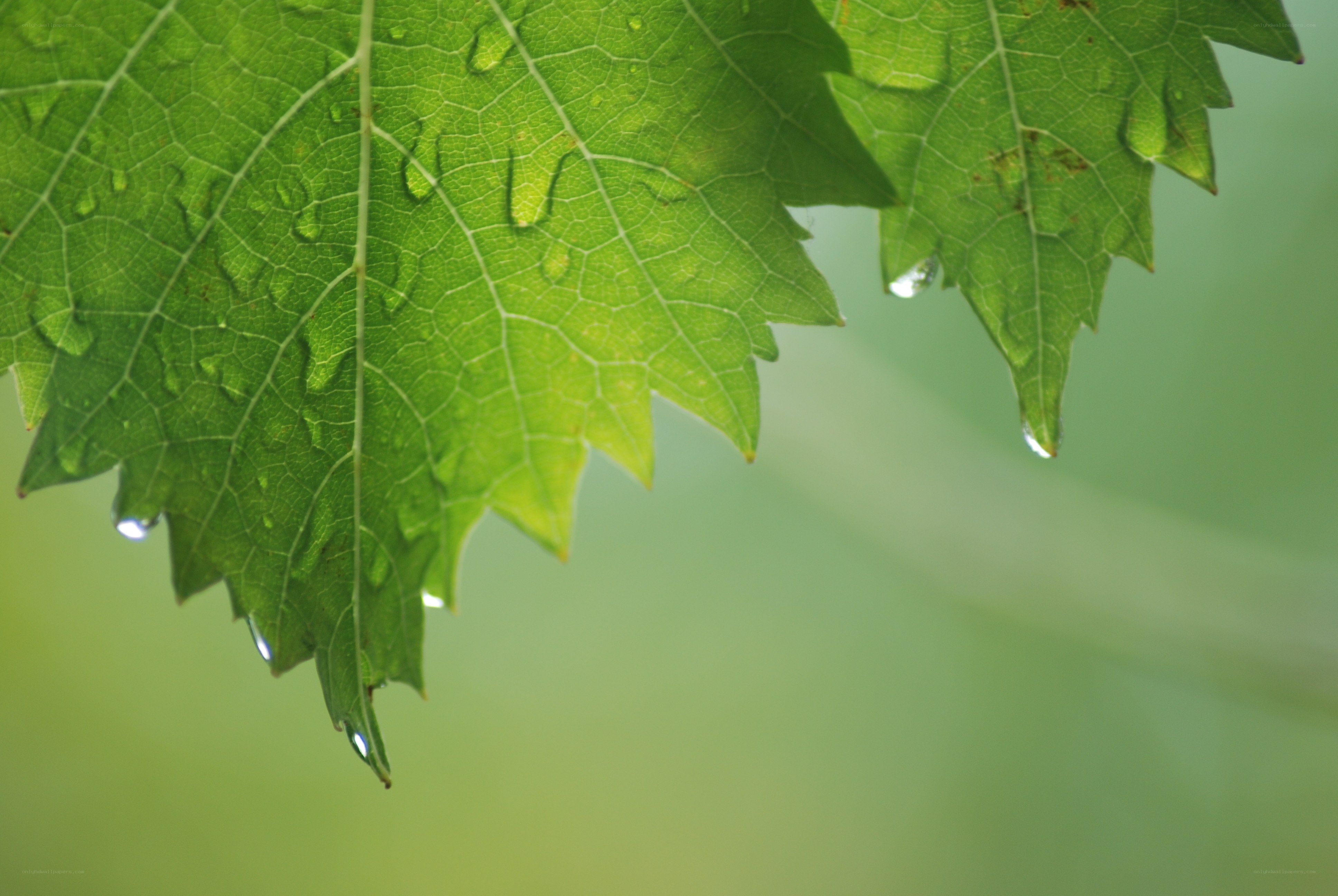 Green leaf with water droplets