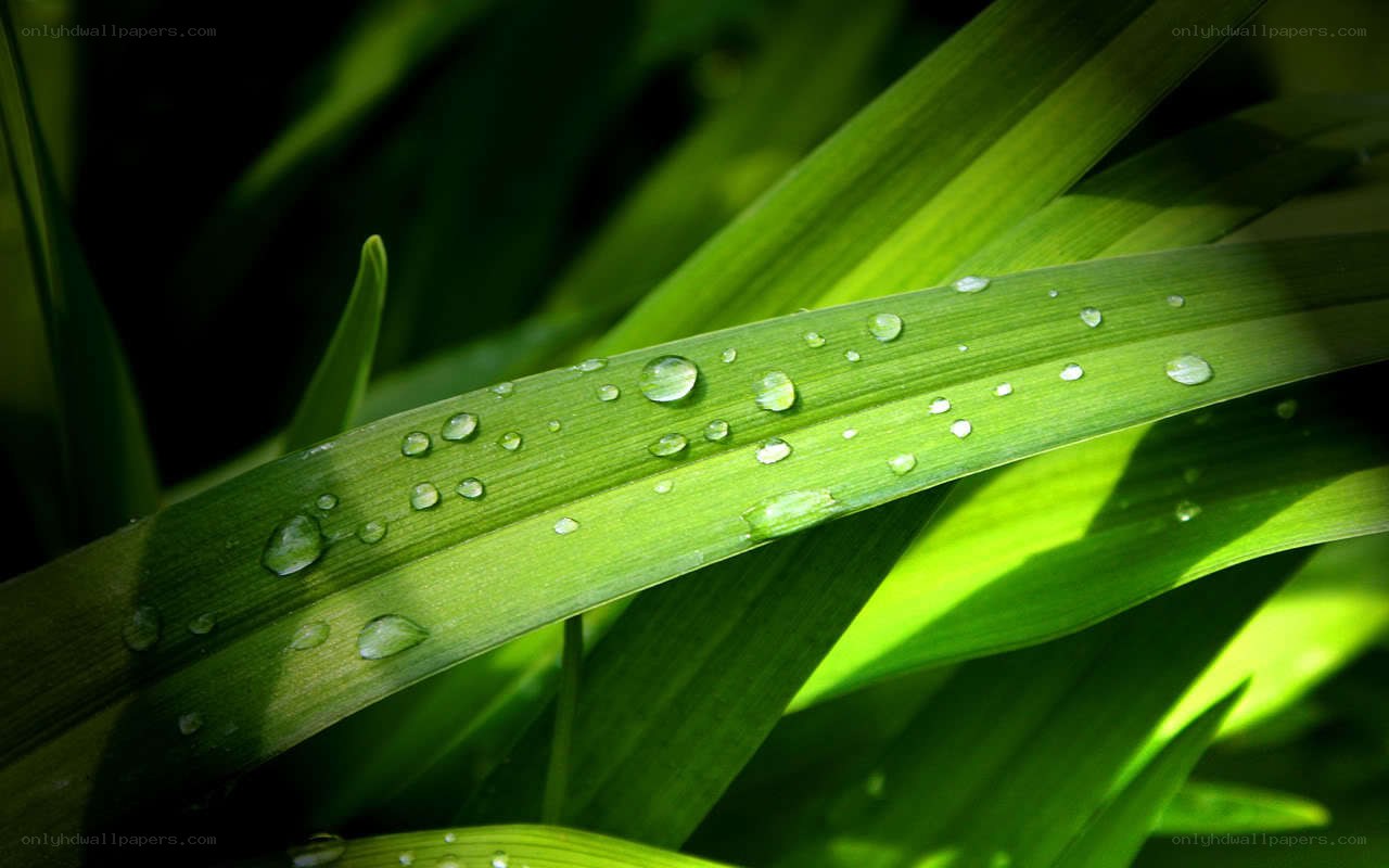 Green leaf with water droplets