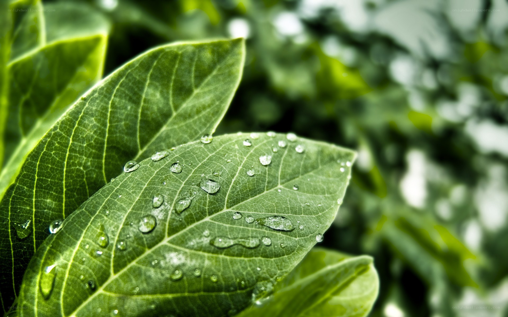 Green leaf with water droplets
