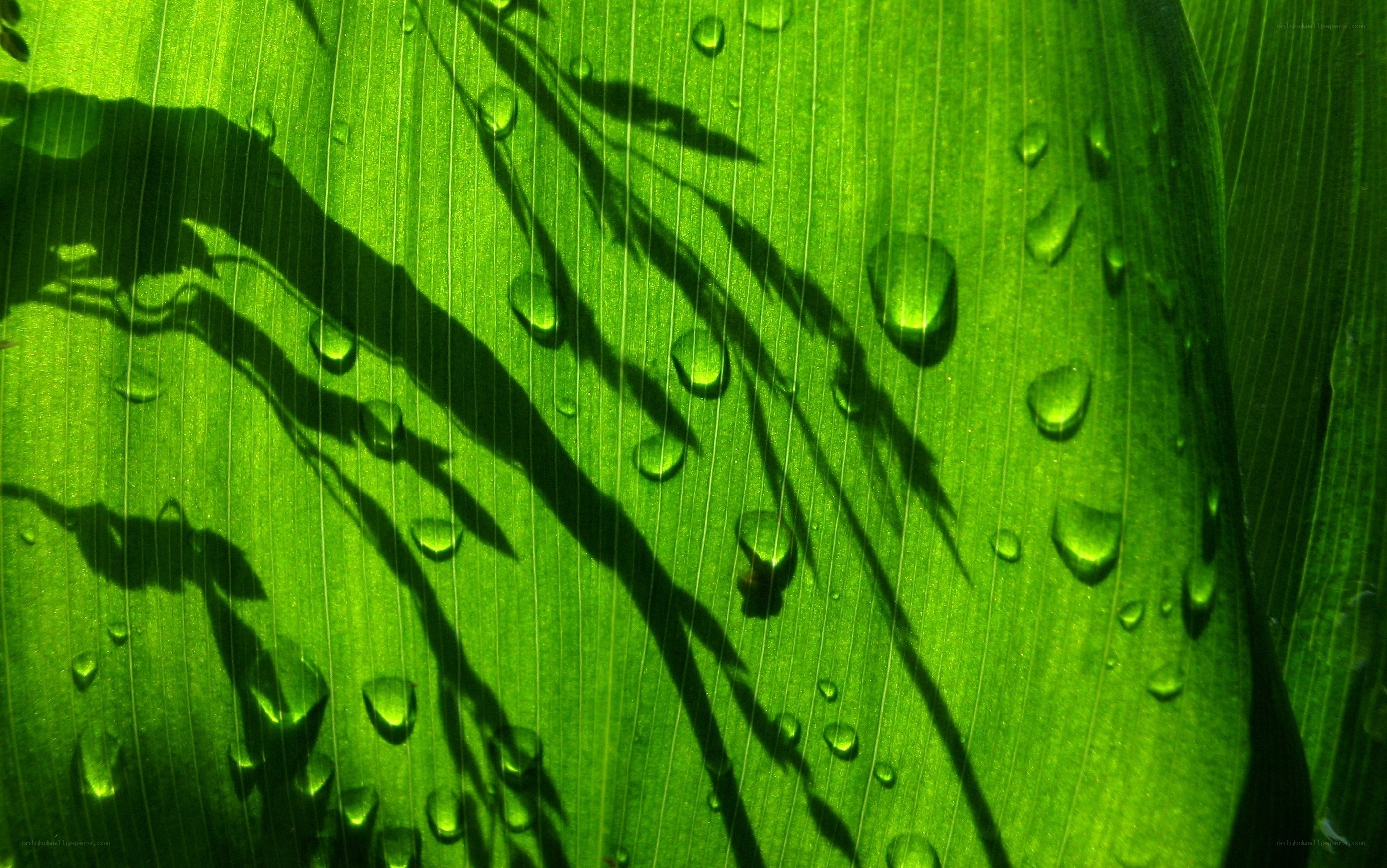 Green leaf with water droplets