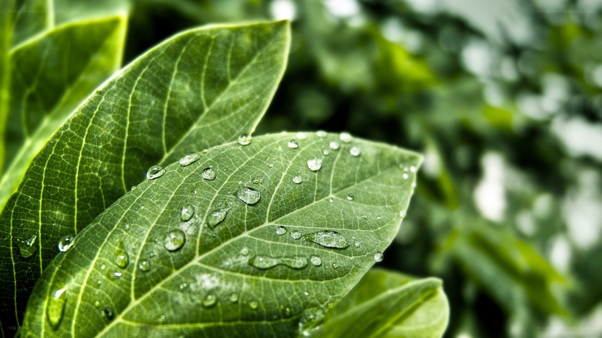 Green leaf with water droplets