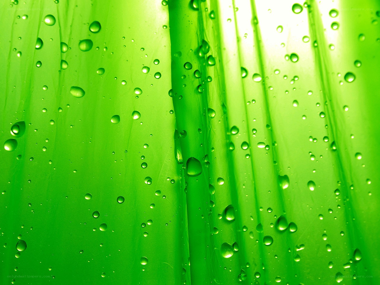 Green leaf with water droplets