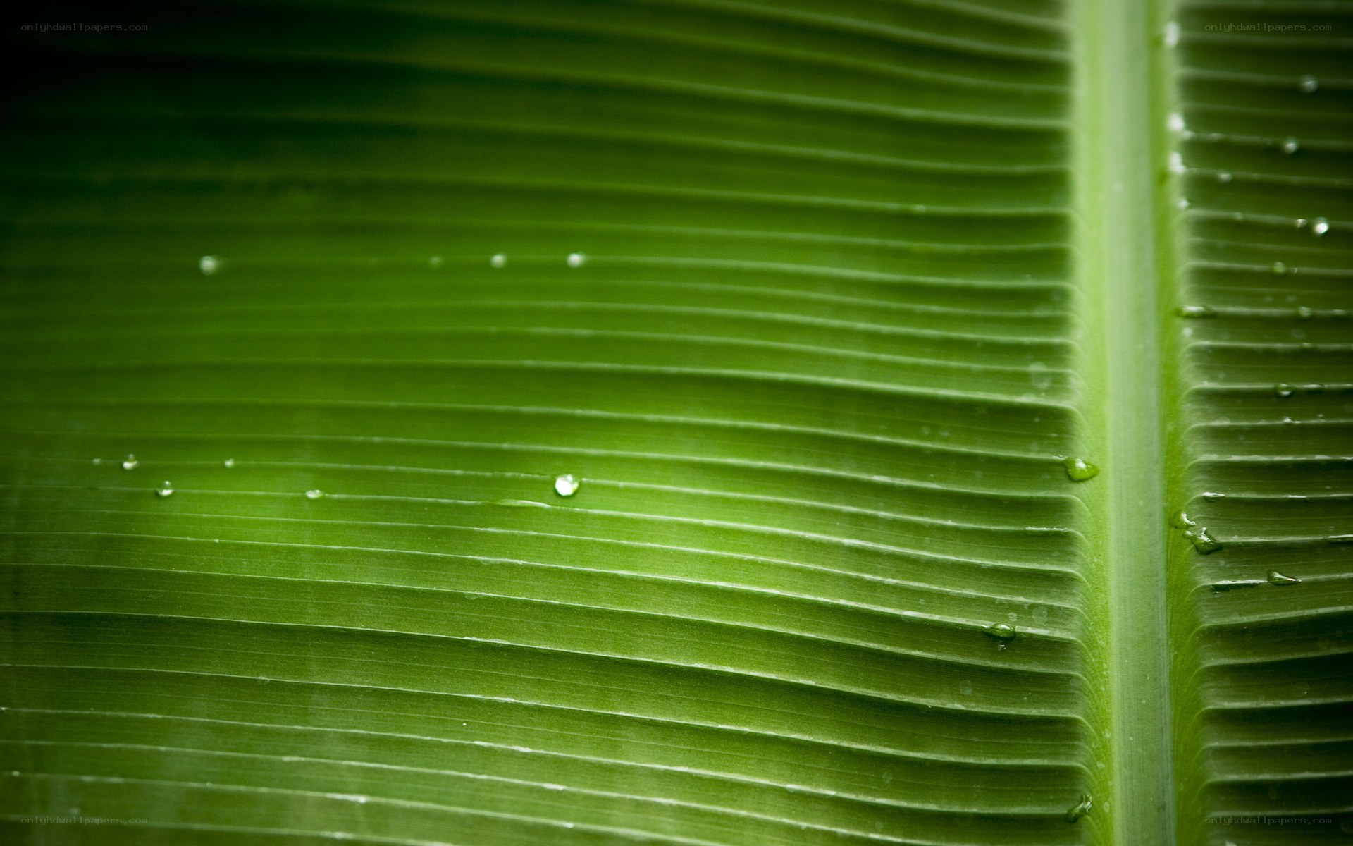 green leaf with water droplets
