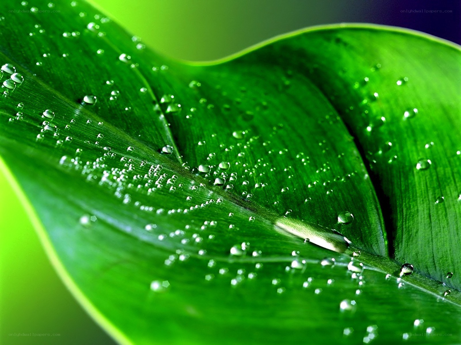 Green leaf with water droplets