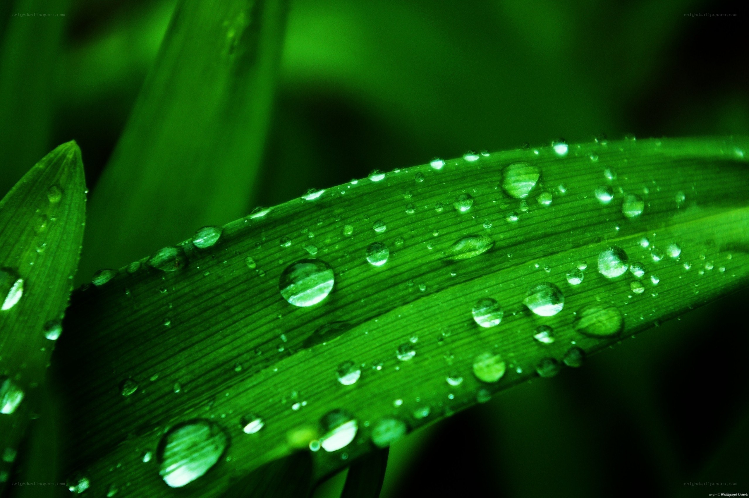 Green leaf with water droplets