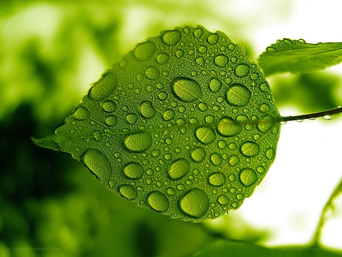 Green leaf with water droplets