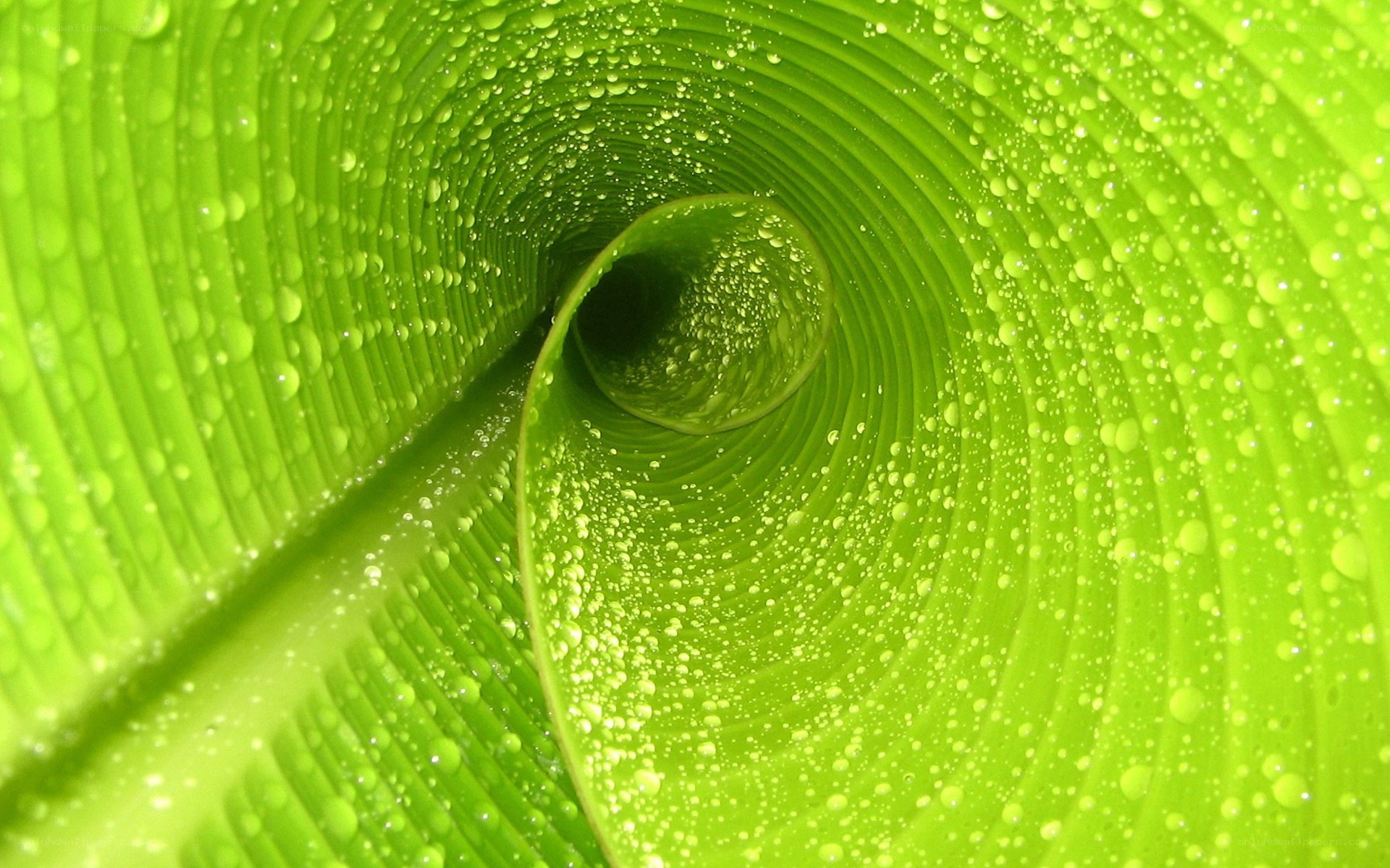 green leaf with water droplets