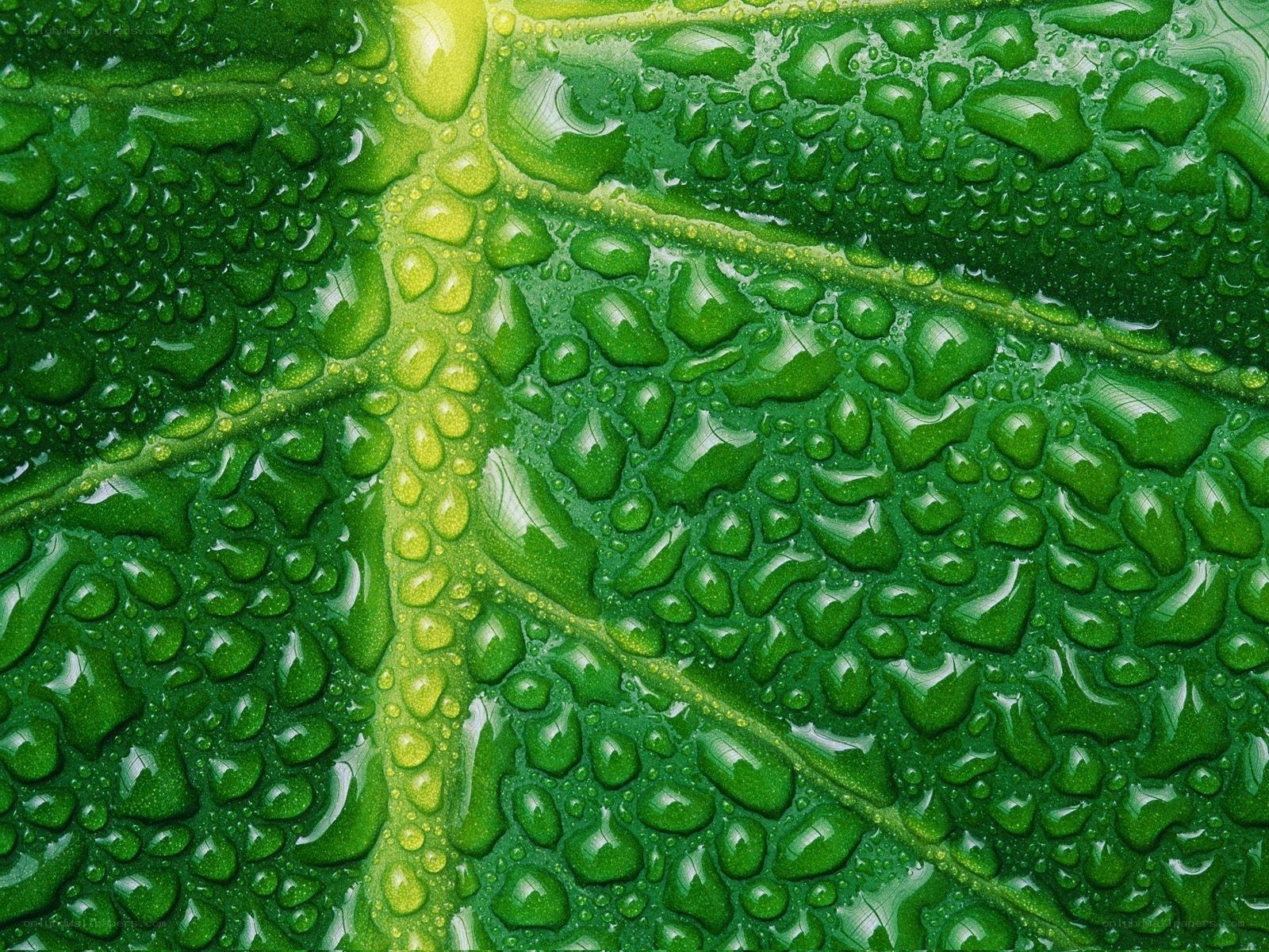 Green leaf with water droplets
