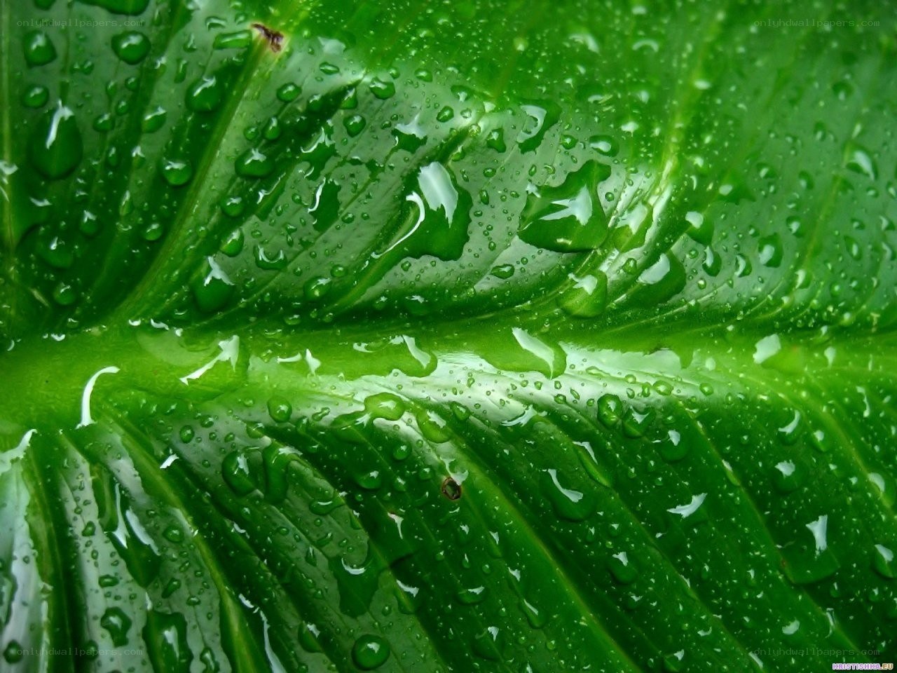 green leaf with water droplets
