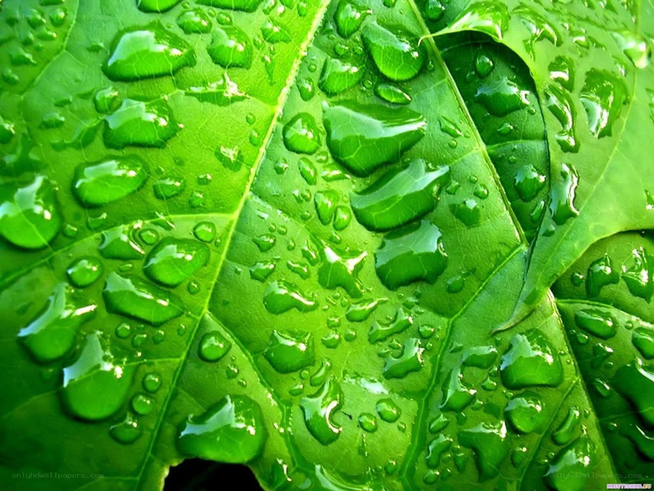 Green leaf with water droplets