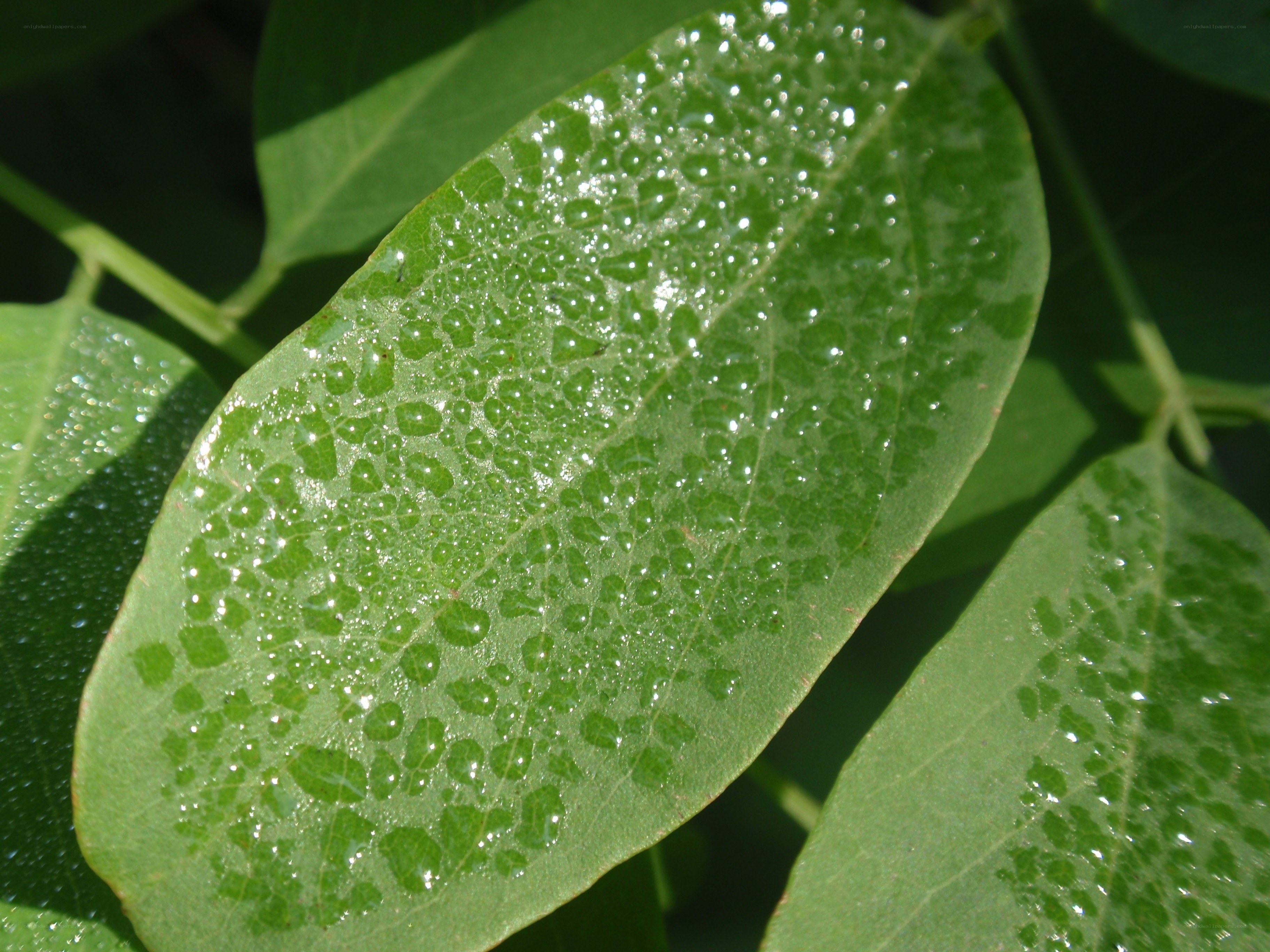 Green leaf with water droplets