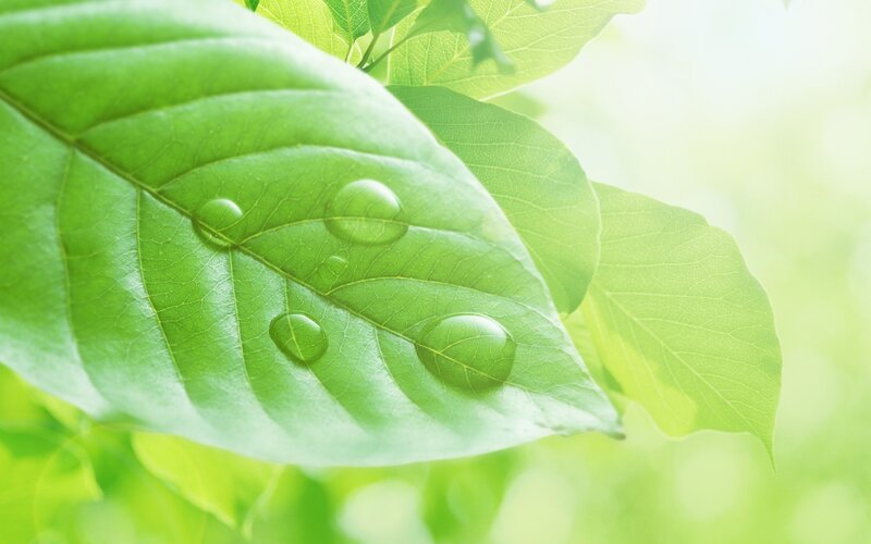 Green leaf with water droplets