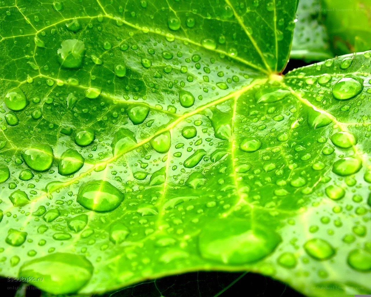 Green leaf with water droplets