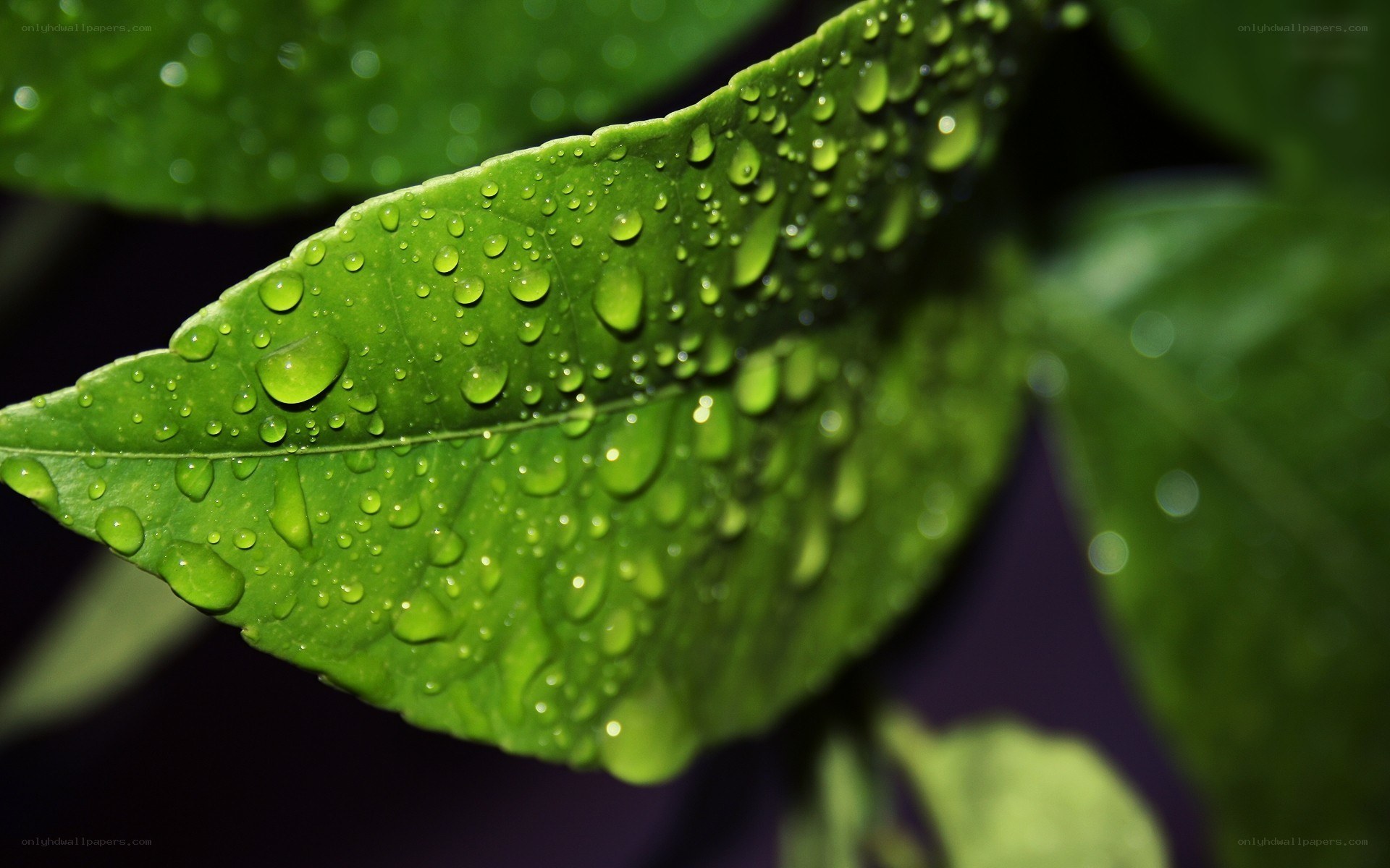 Green leaf with water droplets