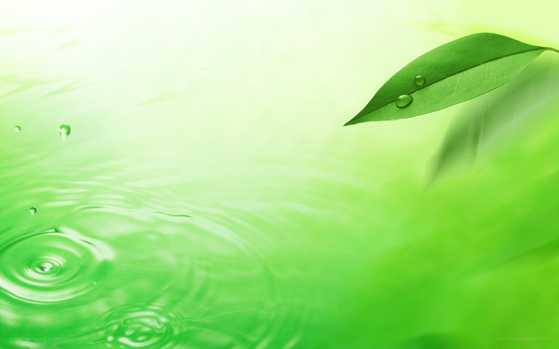 green leaf with water droplets