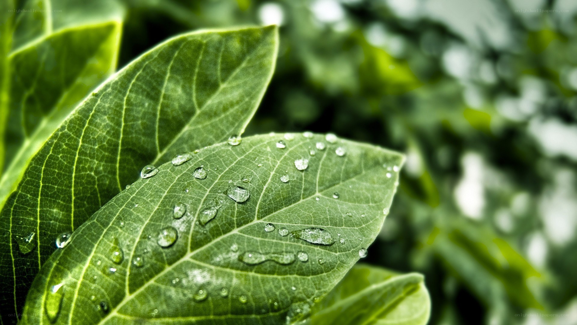 green leaf with water droplets