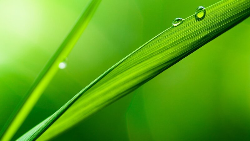 Green leaf with water droplets