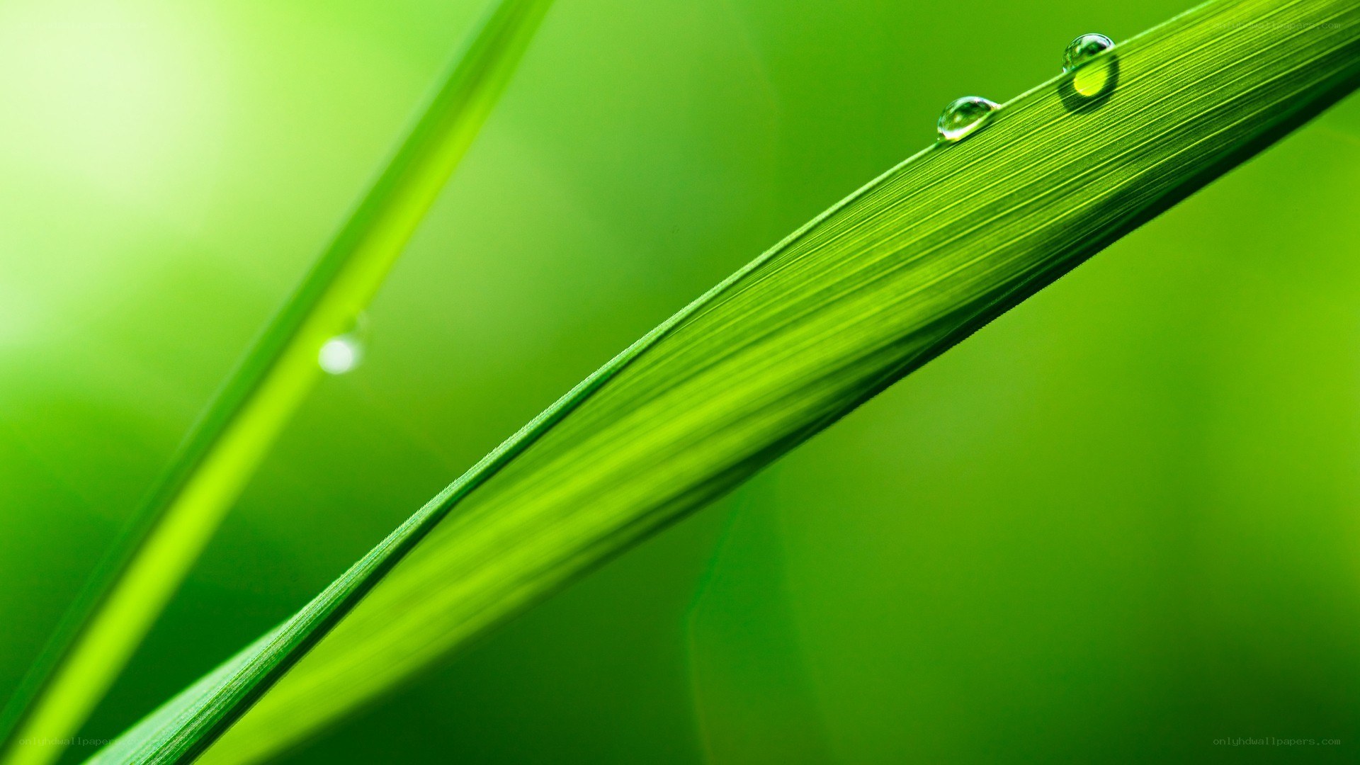 Green leaf with water droplets