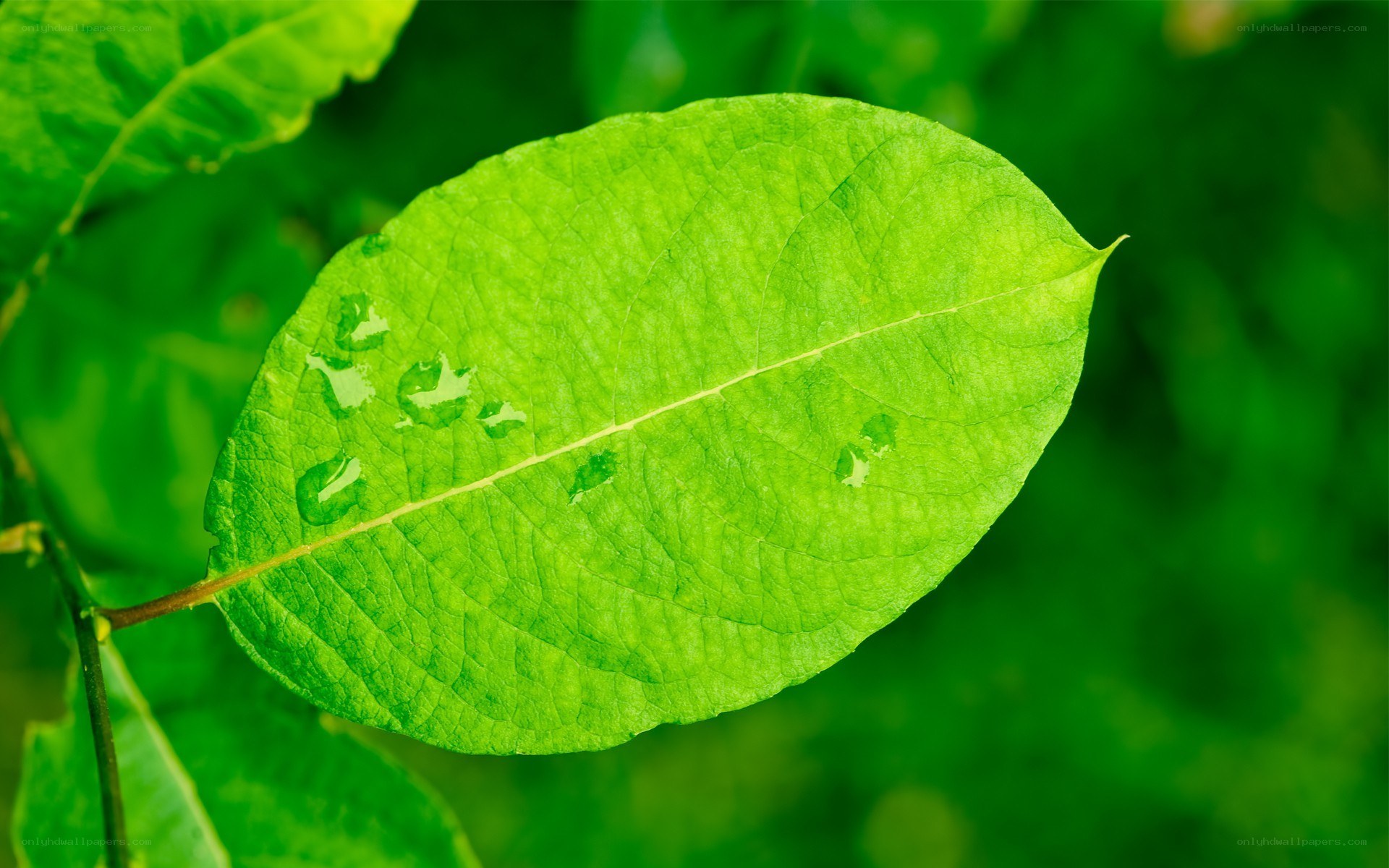 green leaf with water droplets
