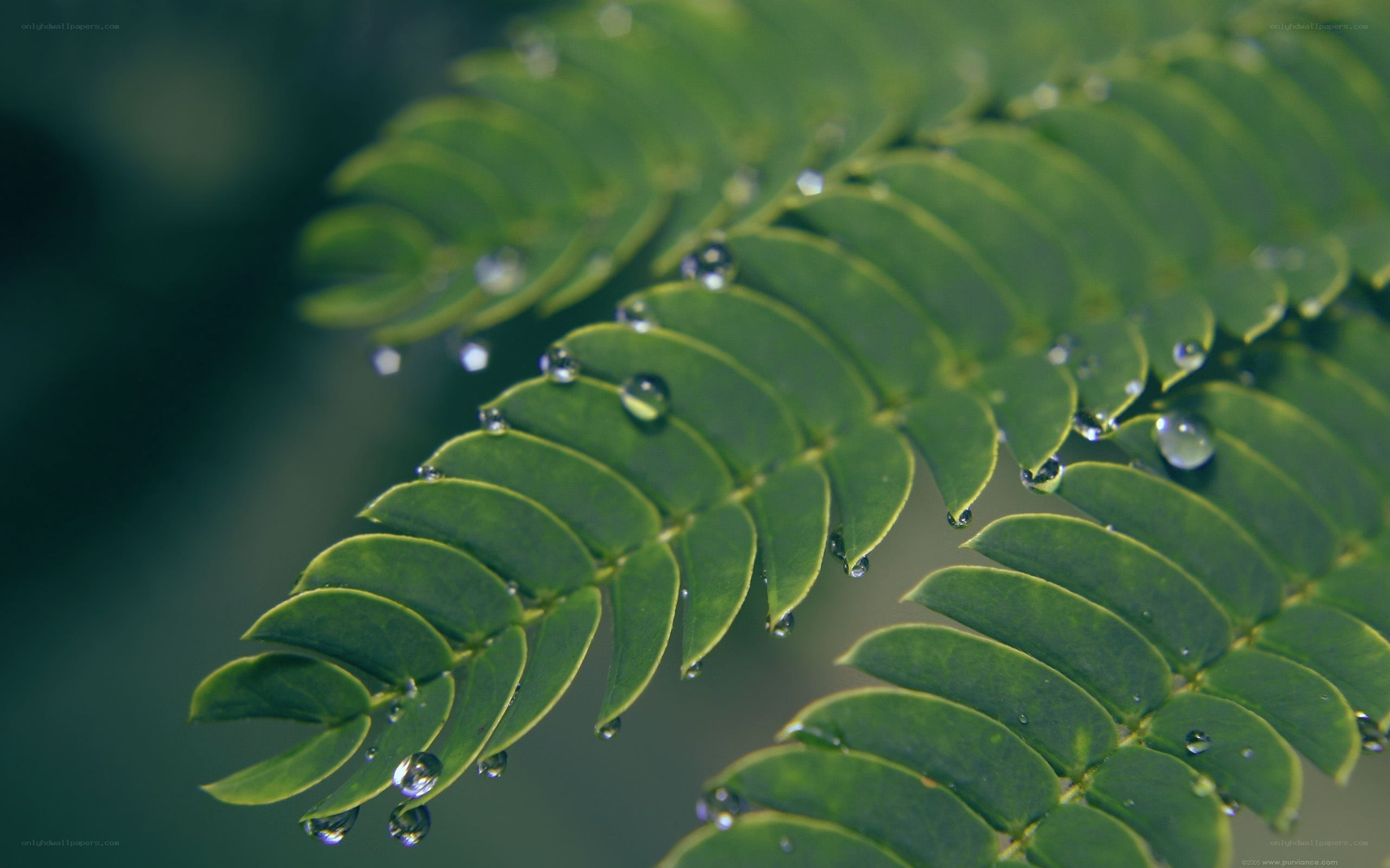 green leaf with water droplets