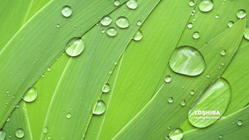 green leaf with water droplets