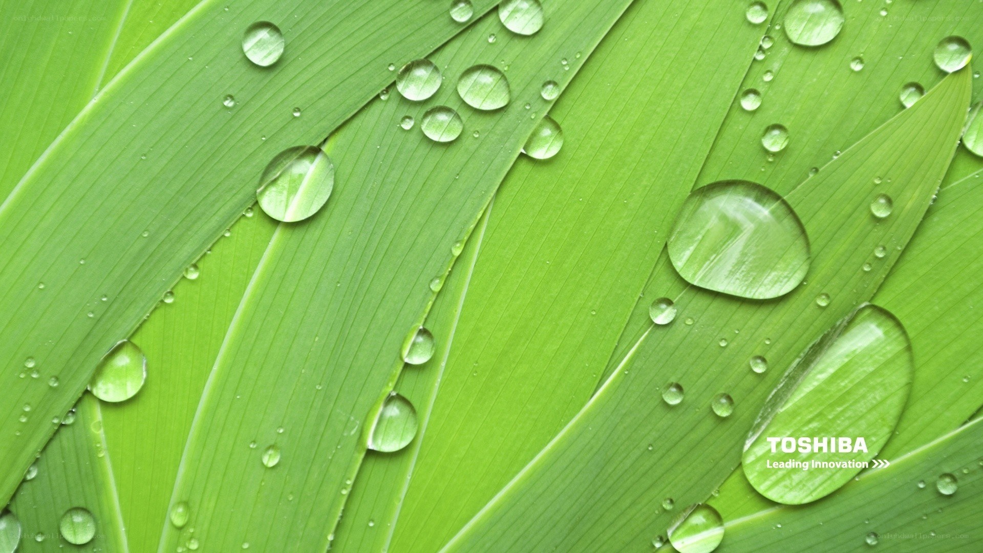 green leaf with water droplets