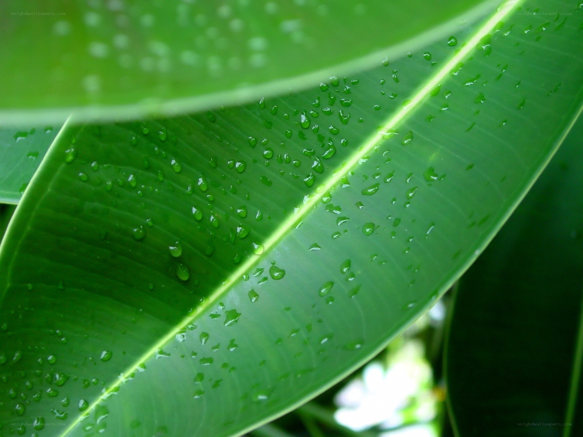green leaf with water droplets