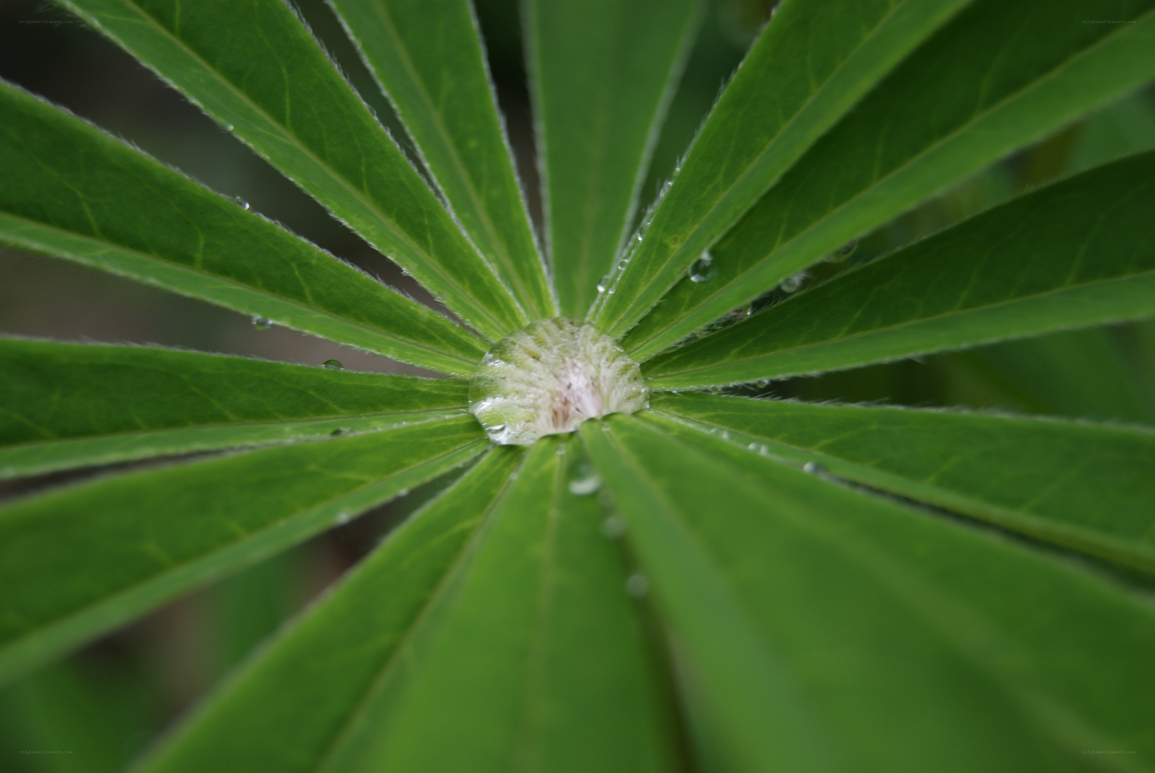 green leaf with water droplets