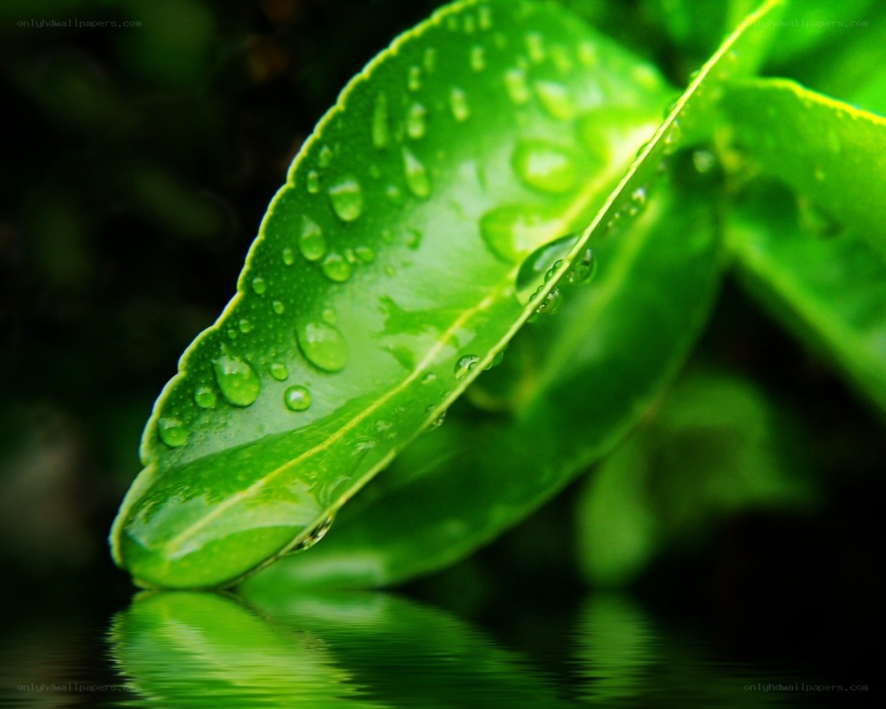 Green leaf with water droplets