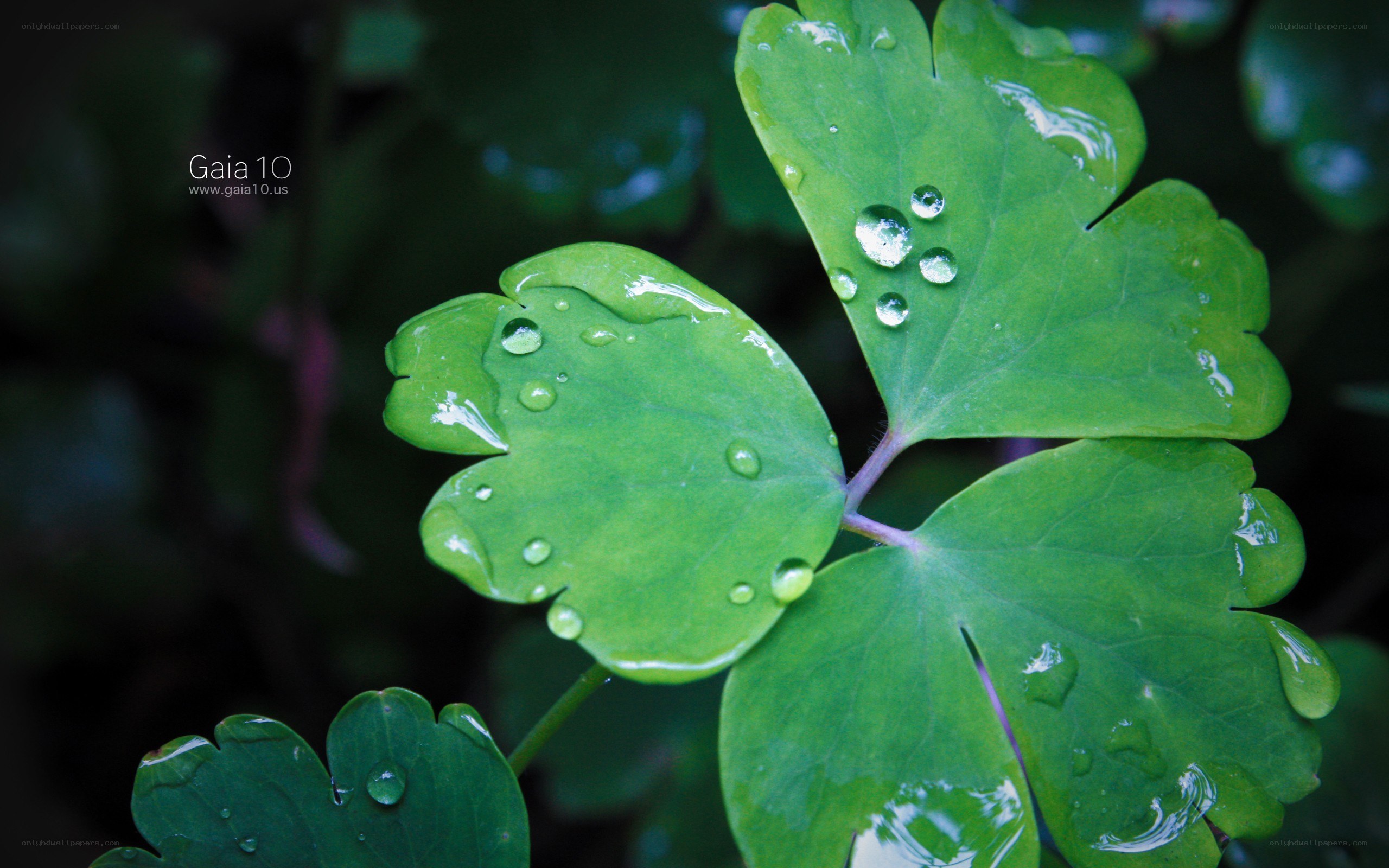 Green leaf with water droplets