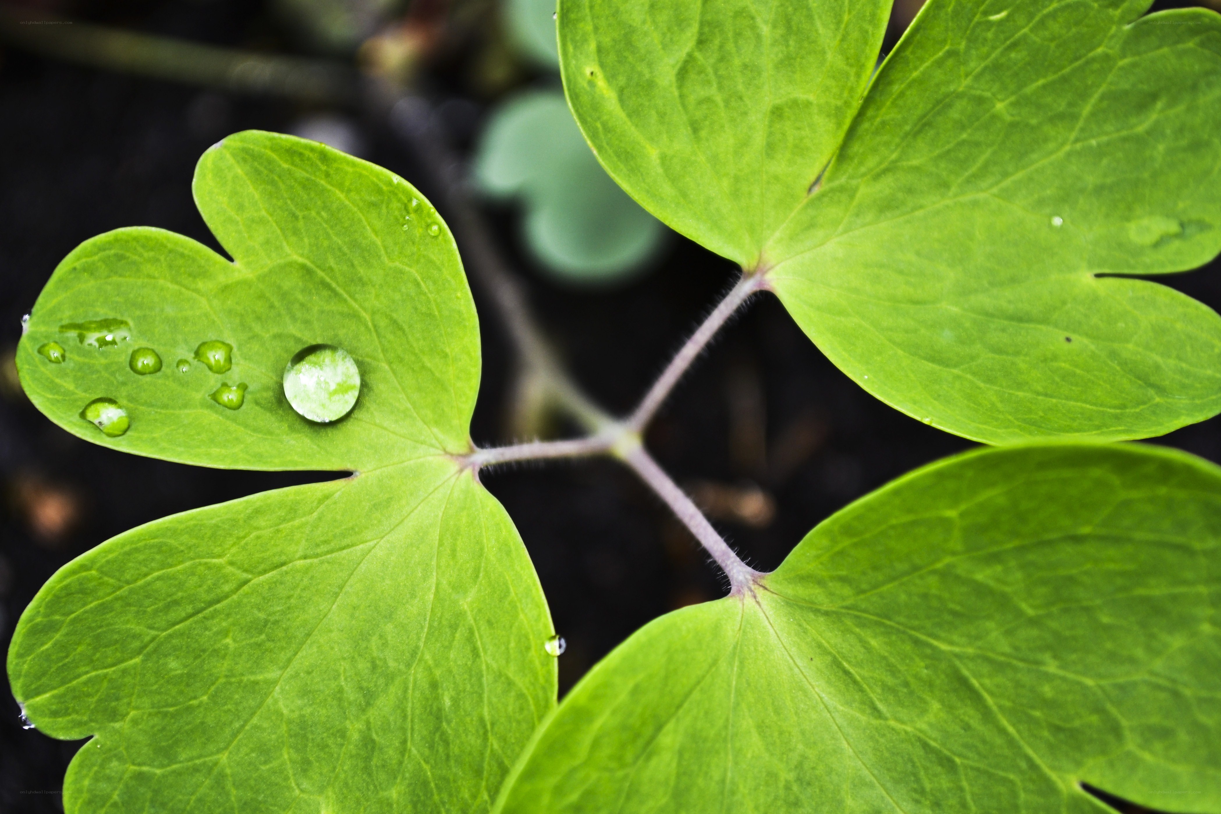 Green leaf with water droplets